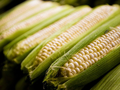 玉米手续费的金额如何确定？确定玉米手续费金额的依据是什么？  第1张