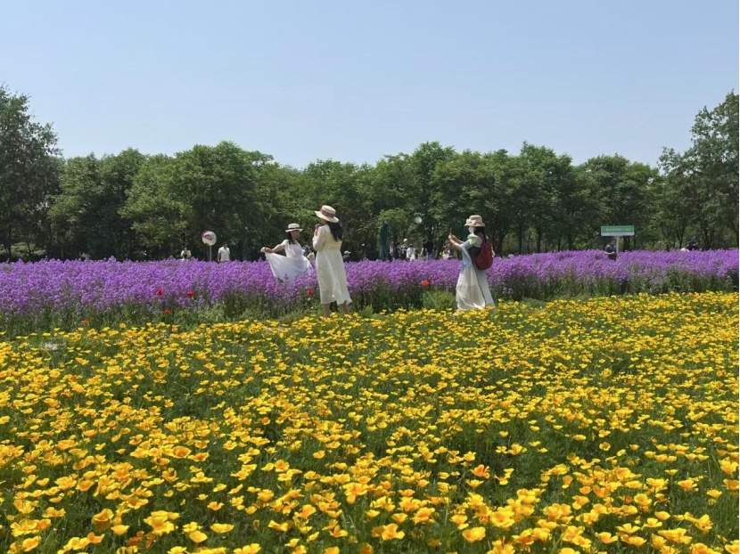 追逐一场花开：“赏花经济”激活五一消费新活力｜“五一”消费热力图  第1张