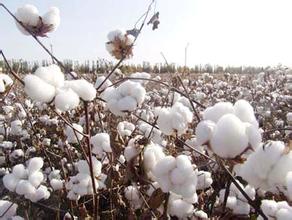 如何计算棉花期货翻倍倍数及影响因素?翻倍情况对投资决策有何影响? 第1张 如何计算棉花期货翻倍倍数及影响因素?翻倍情况对投资决策有何影响? 第1张