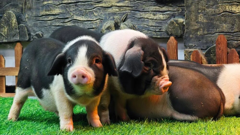 新华社调查：猪肉价格为何持续下跌？  第1张